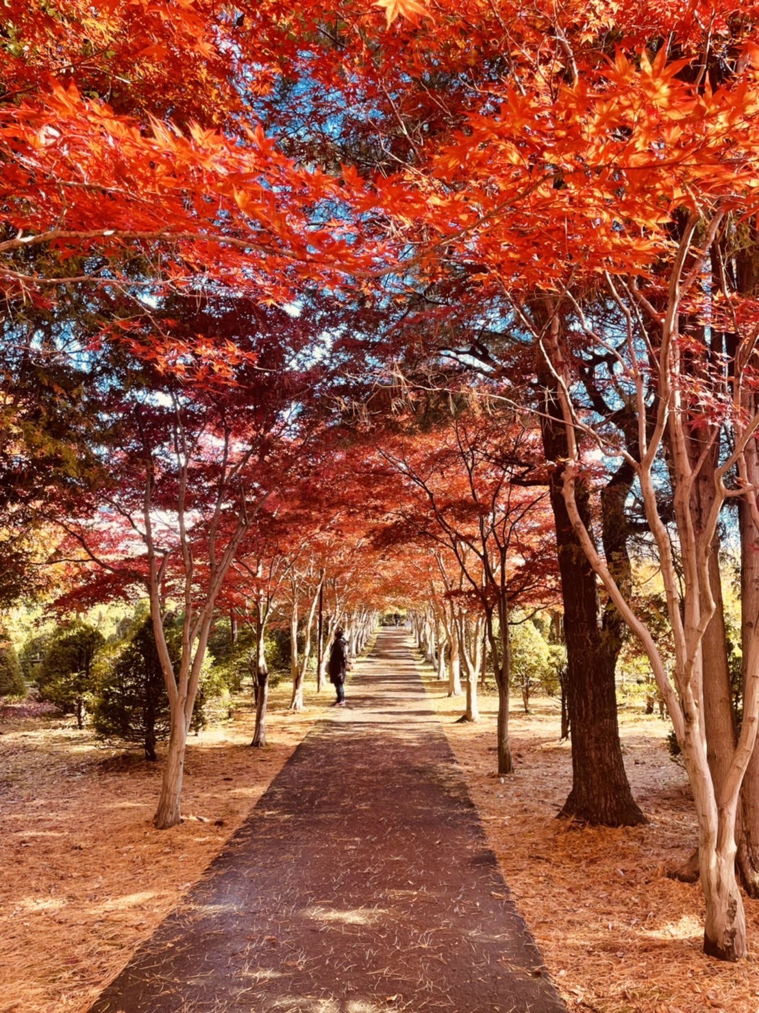 紅葉で秋を堪能