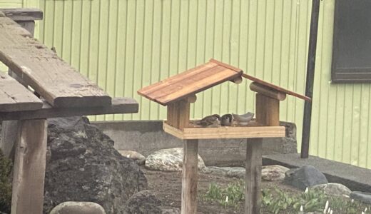 小鳥プロジェクト始動？！